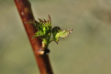 Young growing raspberry leaf (Rubus idaeus)
