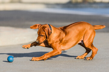 Funny face Rhodesian Ridgebacks puppy playing with ball, running, chasing