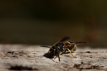 Wasp crawling on an old tree trunk. Dark background. Macro.