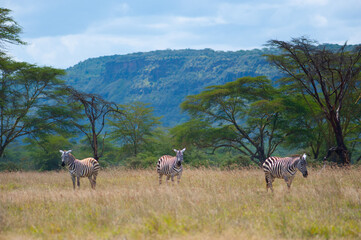 Fototapeta premium Three wild zebras 