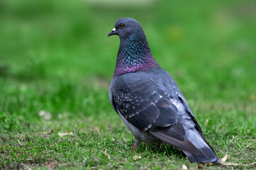 bluish-gray city pigeon sits on the green grass in a park