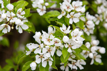 cherry tree blossoms with white flowers. Spring time