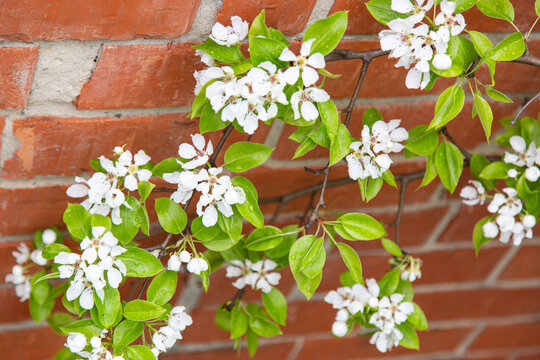 Cherry tree flowers and the red brick wall on the backgraund