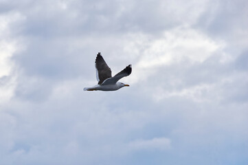 A white gull soars in the blue sky, a gull flies