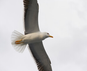 A white gull soars in the blue sky, a gull flies