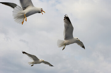 A white gull soars in the blue sky, a gull flies