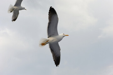 A white gull soars in the blue sky, a gull flies