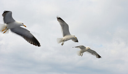 A white gull soars in the blue sky, a gull flies