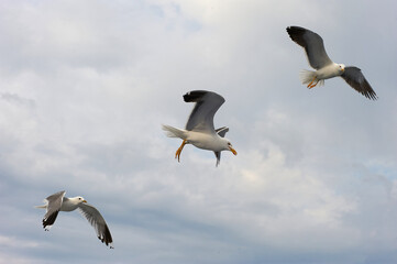 A white gull soars in the blue sky, a gull flies
