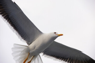 A white gull soars in the blue sky, a gull flies
