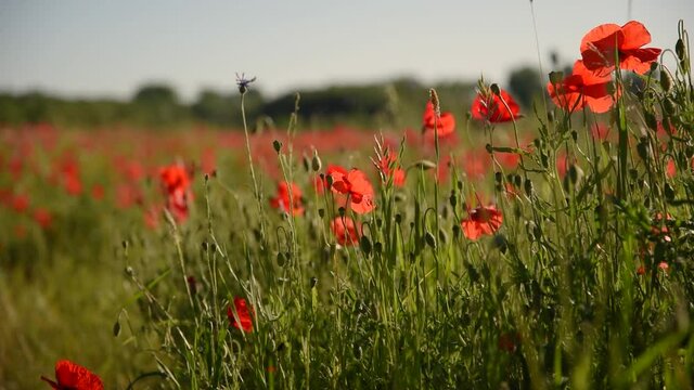Sch&ouml;nes Mohnblumenfeld im Fr&uuml;hling