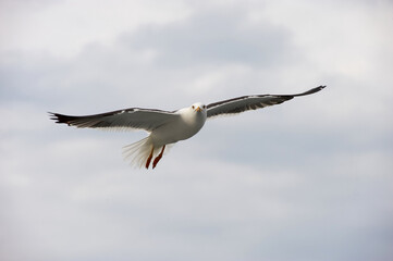 A white gull soars in the blue sky, a gull flies