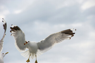 A white gull soars in the blue sky, a gull flies