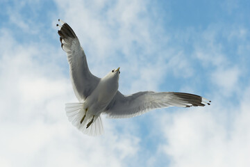 A white gull soars in the blue sky, a gull flies