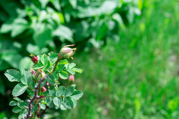 Close-up of the branch of rosehip with few buds with vivid green leaves on background. Beautiful...