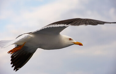 A white gull soars in the blue sky, a gull flies