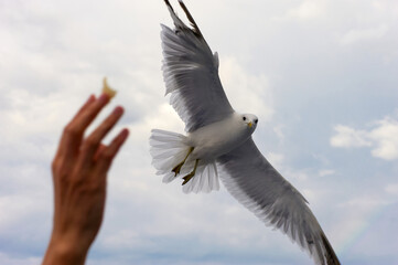 A white gull soars in the blue sky, a gull flies