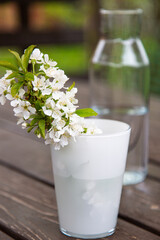 cherry branch with white flowers and green leaves in a white glass glass on a brown wooden table outside in the garden. clear glass water bottle in the background