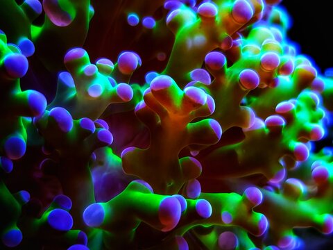 Euphyllia Divisa aka Frogspawn or Octospawn LPS Coral 