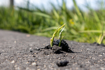 Green grass on ground broken through asphalt
