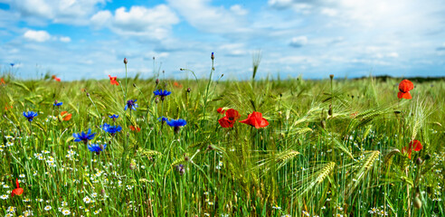 Wildflowers poppies, cornflowers and daisies in a field among immature green ears of rye. Background