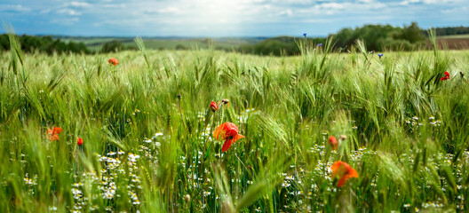 Wildflowers poppies, cornflowers and daisies in a field among immature green ears of rye. Background