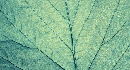 Leaf vein pattern. Floral background for your design