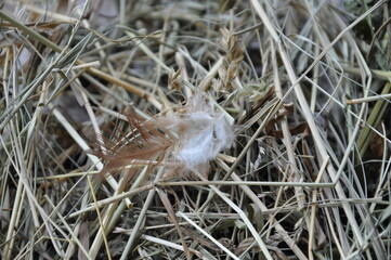 bird in the grass