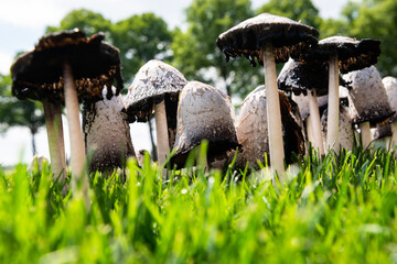 Morchel und andere Pilze auf einer Wiese