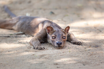 Endemic Madagascar fossa on the ground scared