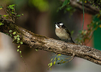 great spotted woodpecker