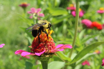 Bee on zinnia