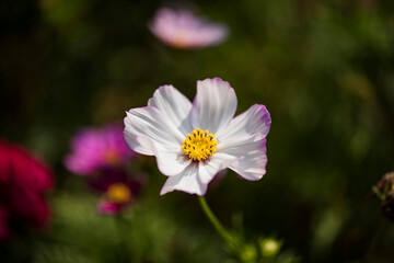 Pink cosmos flower