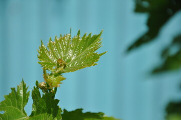 green fern leaves