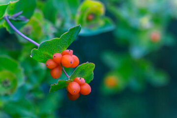 Bright juicy orange berries. Honeysuckle fruits close up. Natural botanical emerald background....