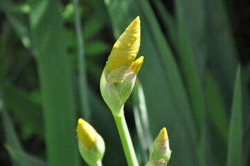 yellow iris flower