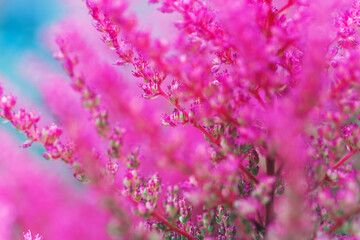 Fototapeta na wymiar Hot pink abstract background. Fluffy bright flowers of Astilbe. Floral design. Soft herbal plants. Perfect for wedding, birthday, celebration, greeting cards, wallpaper