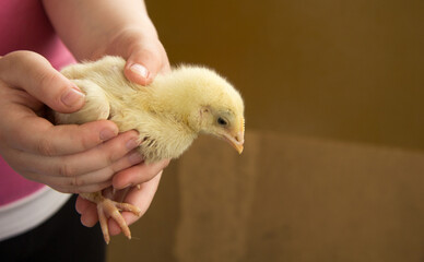 A little yellow chicken in the hands of a child. Animal care. Love and tenderness. A place for inscription.