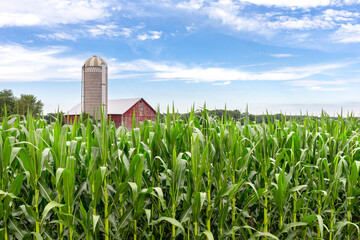 Classic Red Barn in a Corn Field - obrazy, fototapety, plakaty
