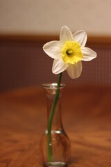 One daffodil in a glass vase