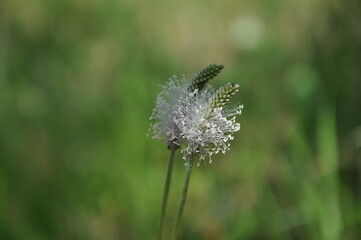 flower in the grass