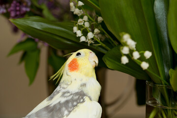 A yellow corella parrot with red cheeks and long feathers