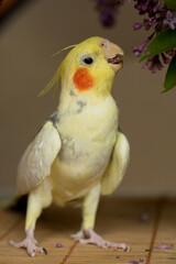A yellow corella parrot with red cheeks and long feathers
