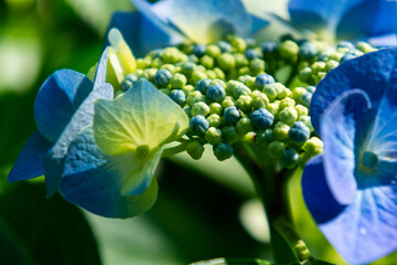 梅雨時に咲くアジサイの花