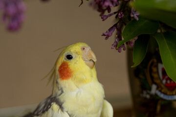 A yellow corella parrot with red cheeks and long feathers
