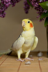 A yellow corella parrot with red cheeks and long feathers