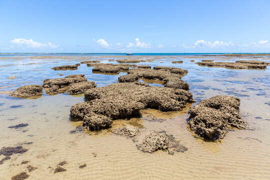 Coral Reef ecosystems grow nearby seashore on Boipeba Island in Brazil
