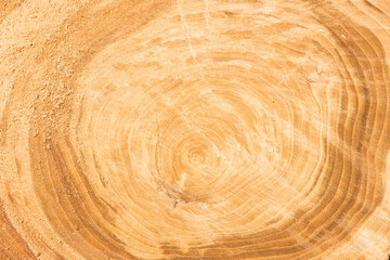 a piece of wood the natural wood background, wooden