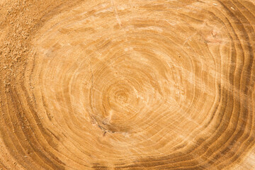 a piece of wood the natural wood background, wooden