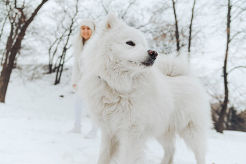 White dog in snow with smiling owner watching from the background